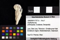 Foto (Objket + Etiketten) von Pithonoton sp. 
